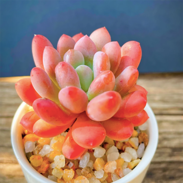 Pachyveria Clavifolia