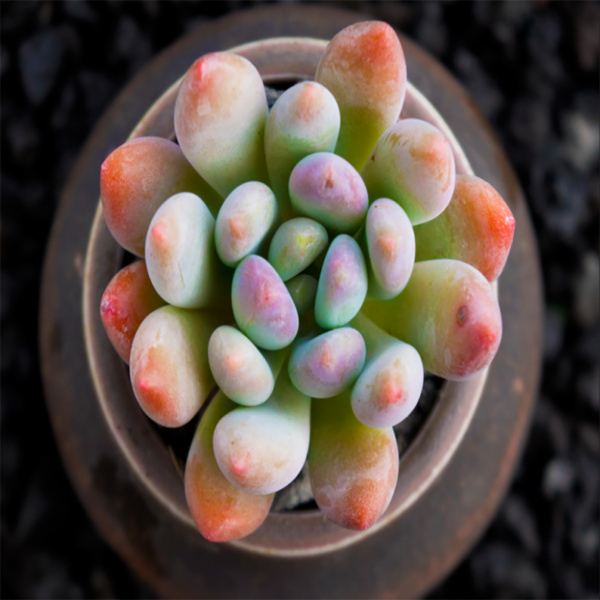 Pachyveria Clavifolia - Image 2