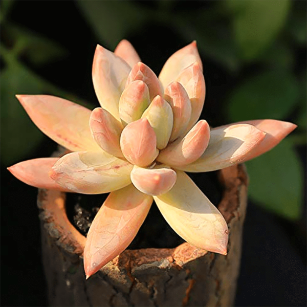 Pachyveria Glauca
