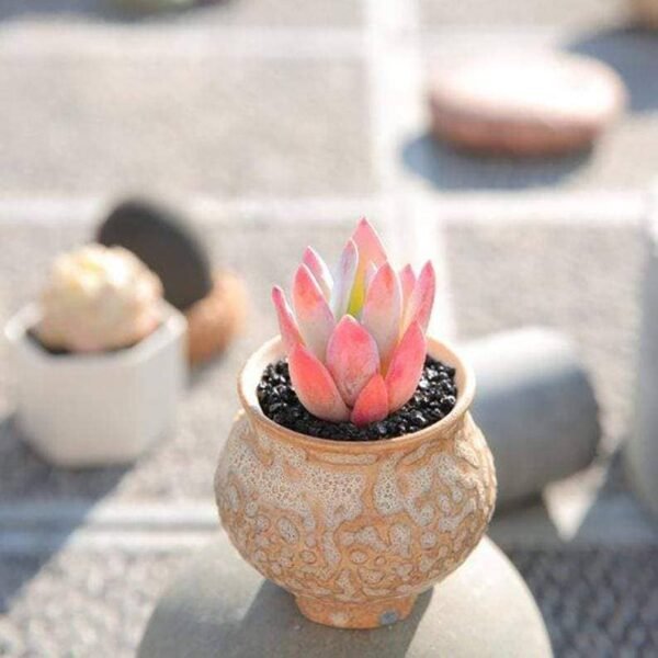 Pachyveria 'Powder Puff'