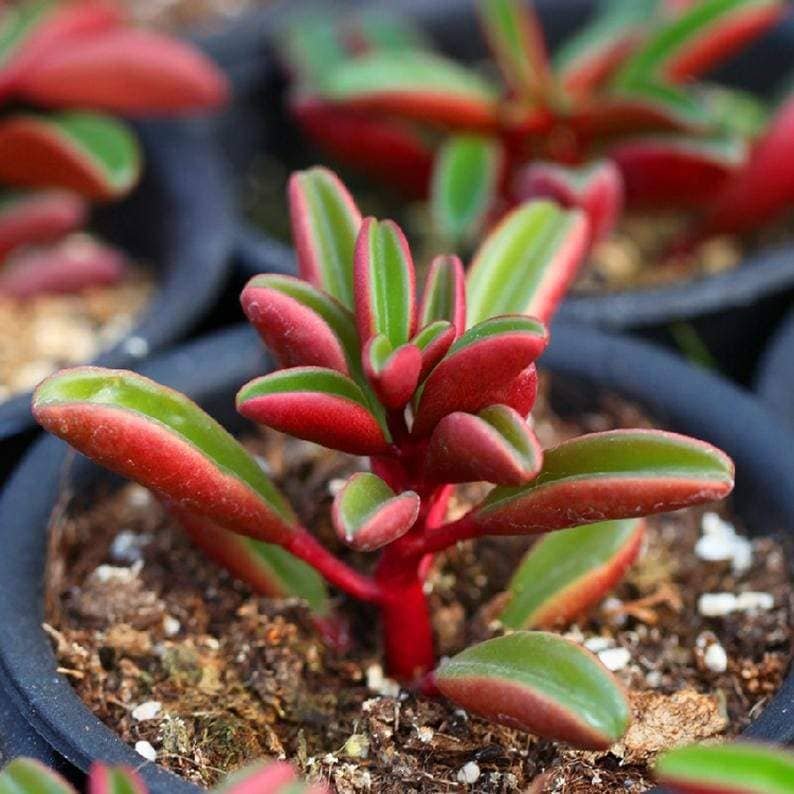 Peperomia Claveolens