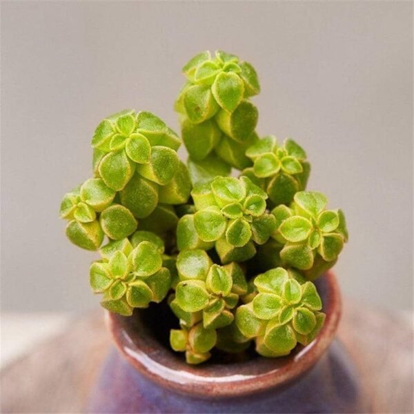 Peperomia Columella