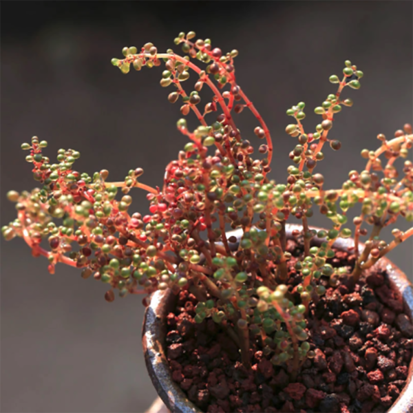 Pilea Serpyllacea Globosa