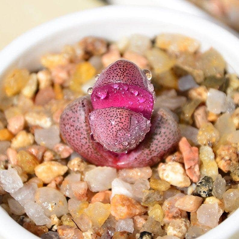 Pleiospilos Royal Flush