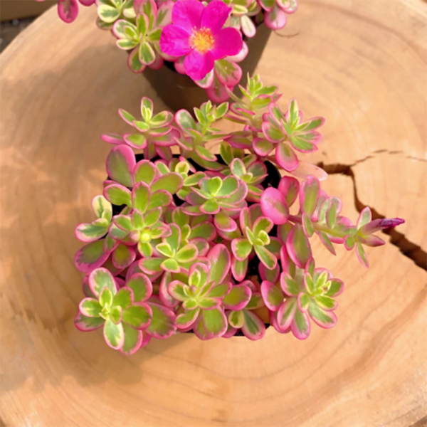 Portulaca 'Hana Misteria'