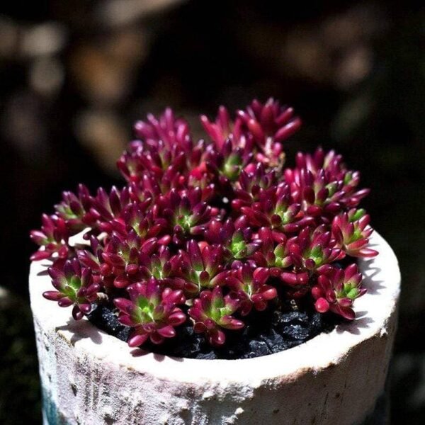 Portulaca Gilliesii
