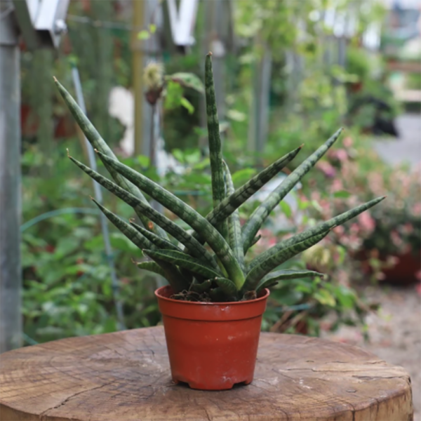 Sansevieria Fox Tail