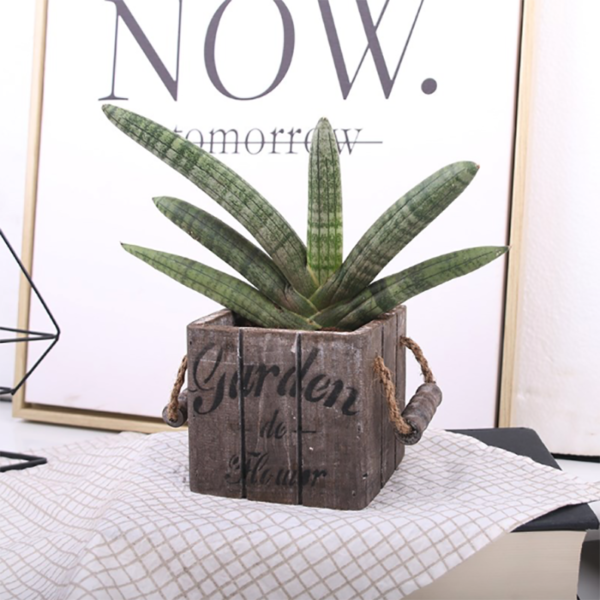 Sansevieria Boncellensis Dwarf