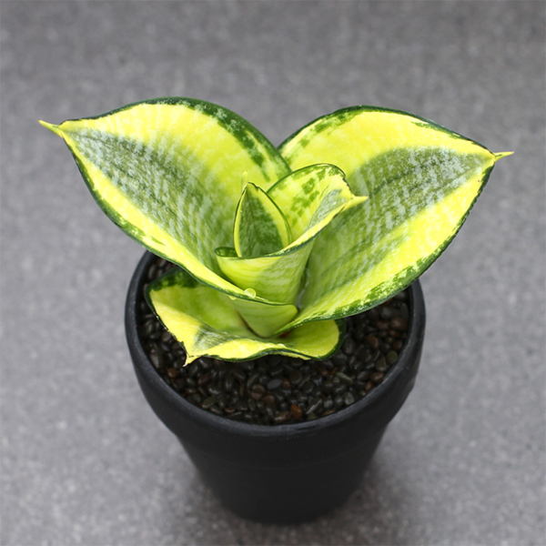 Sansevieria 'Hani'