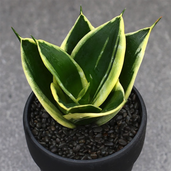 Sansevieria 'Lotus'