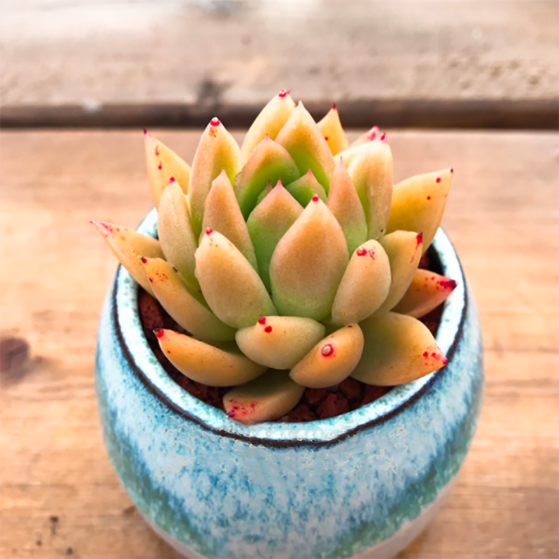 Echeveria Agavoides White Wax