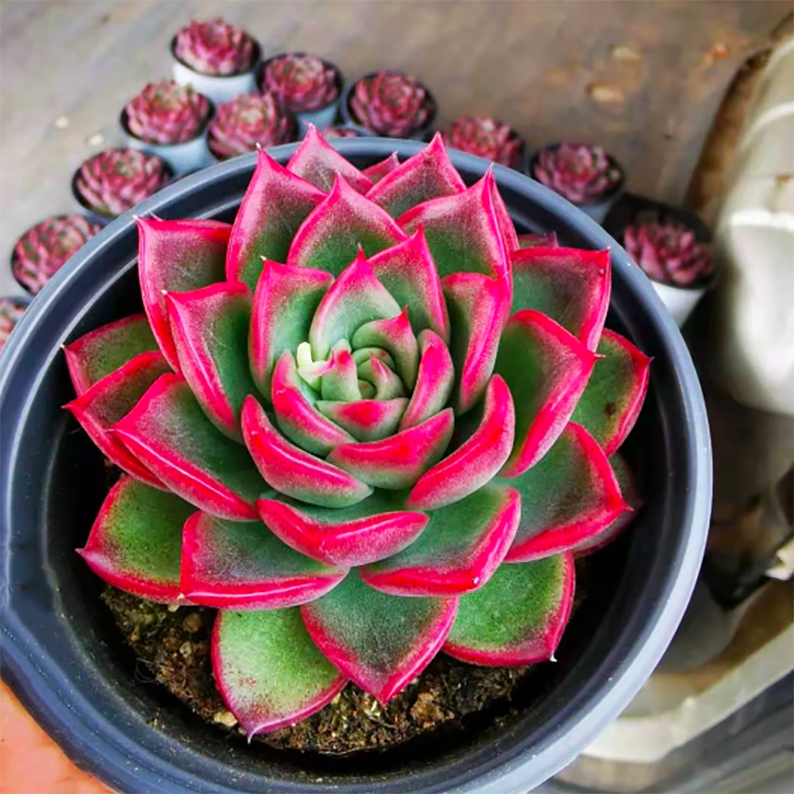 Echeveria Fire Pillar
