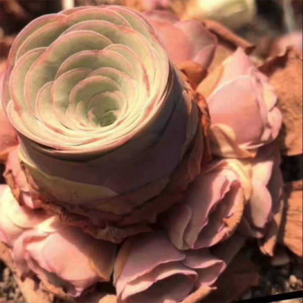 Greenovia Beauty Succulent/ Picturesque Rose Succulent - Image 2