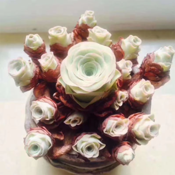 Greenovia Little Forest - Image 2