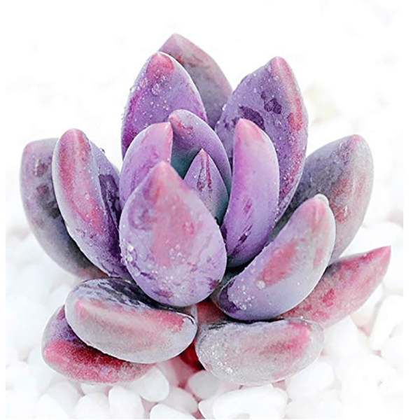 Sedeveria Blue Mist