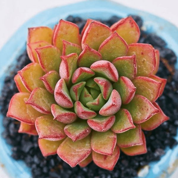 Sedeveria Darley Dale