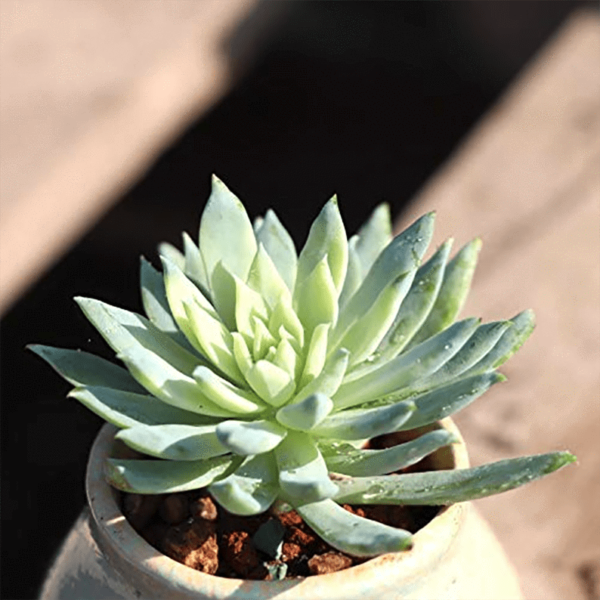 Sedeveria 'Fanfare'