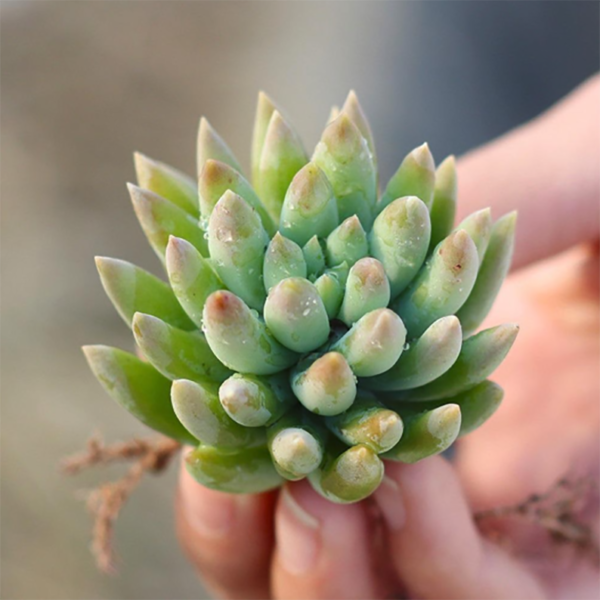 Sedeveria Harry Butterfield