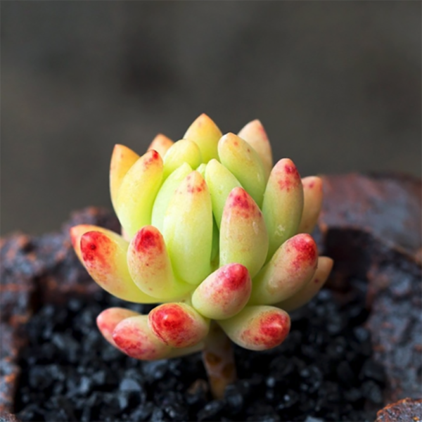 Sedeveria Hummellii