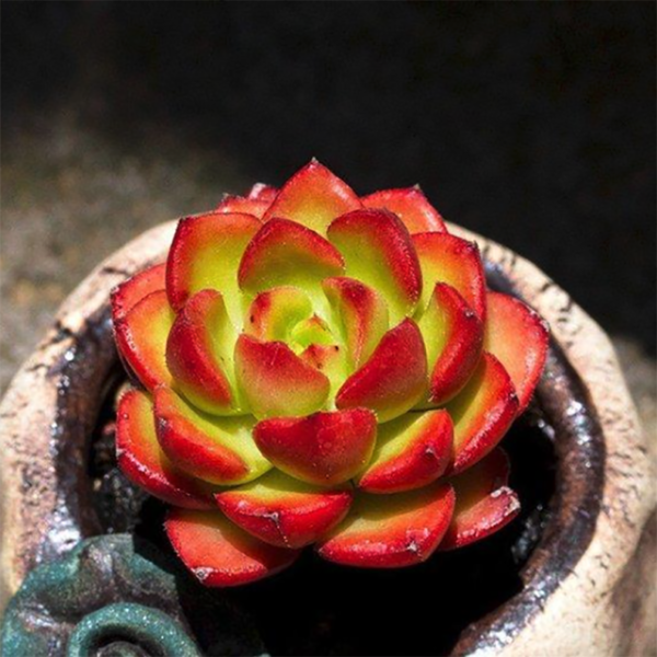 Sedeveria Letizia