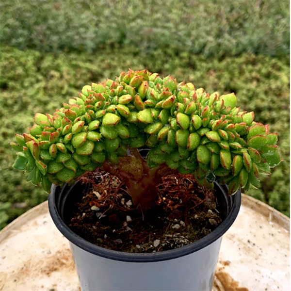 Sedeveria Letizia Cristata
