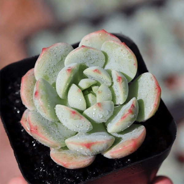 Sedeveria Pudgye