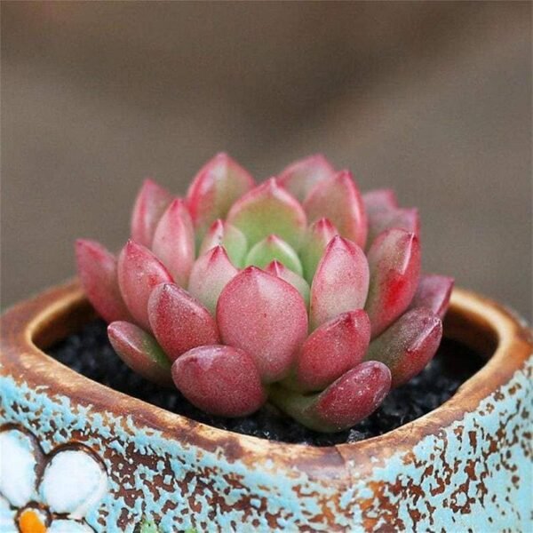Sedeveria pink ruby