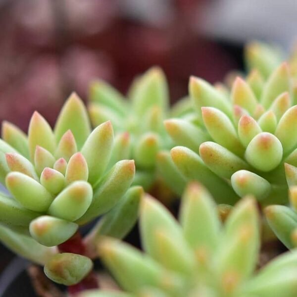 Sedeveria Silver Frost