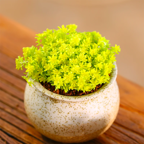 Sedum Hispanicum Aureum Goldmoss