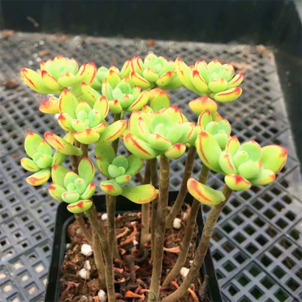 Sedum Sedona