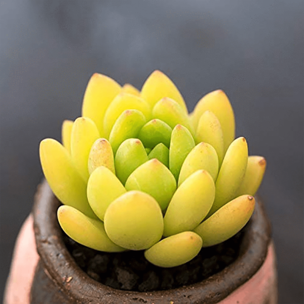 Sedum Alice Evans