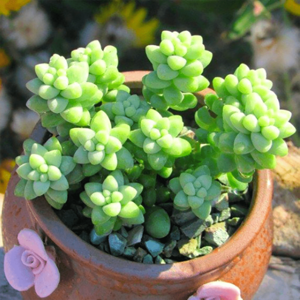 Sedum Burrito Moran
