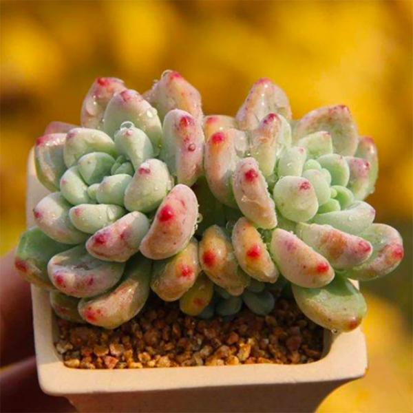 Sedum Clavatum Hybrid