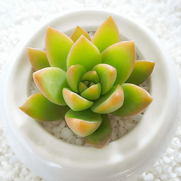 Sedum Golden Glow