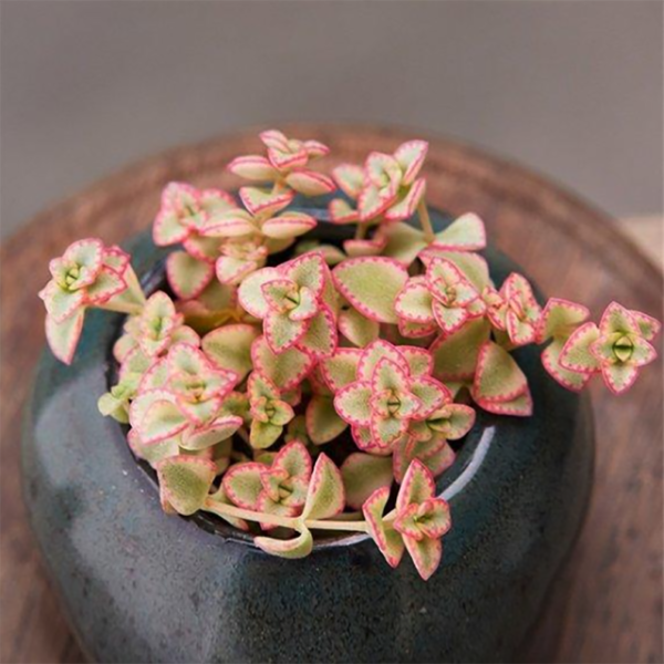 Sedum Little Missy