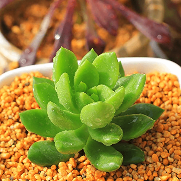 Sedum Green Dolly