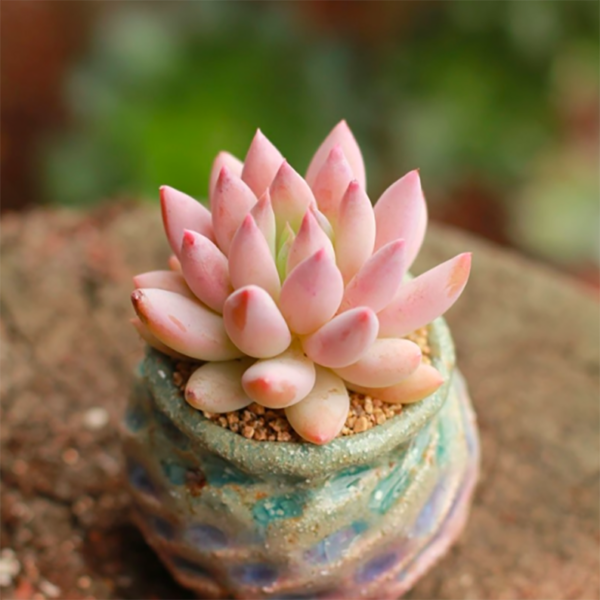 Sedum Solomon
