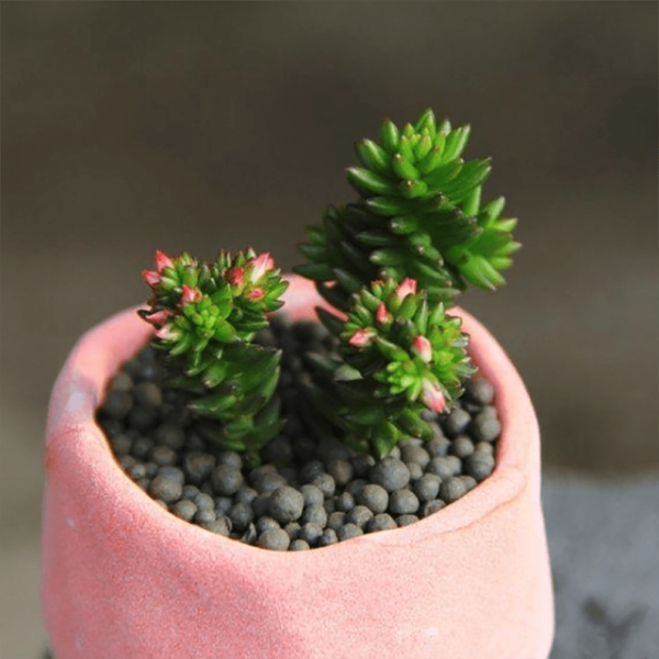 Sedum Spiral Staircase