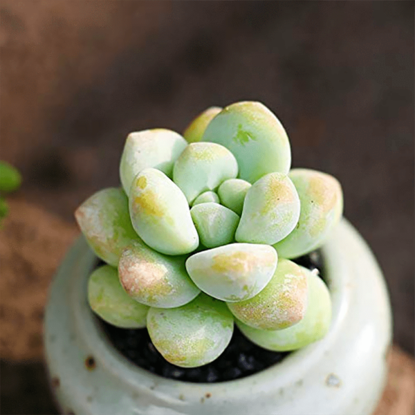Sedum Treleasei