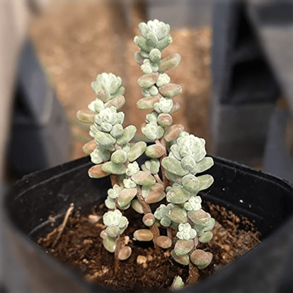 Sedum Brevifolium Quinquefarium