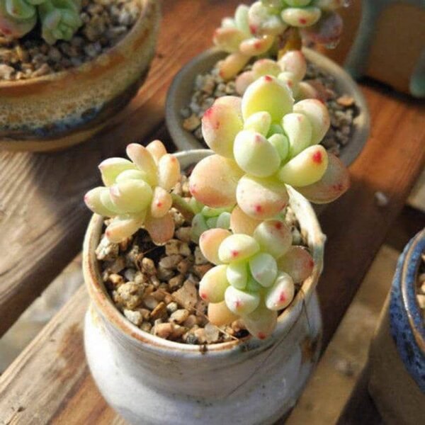 Sedum Clavatum
