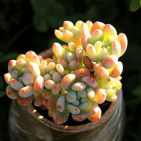 Sedum clavatum R.T.Clausen
