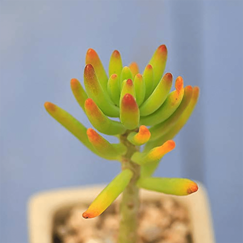 Sedum Corynephyllum