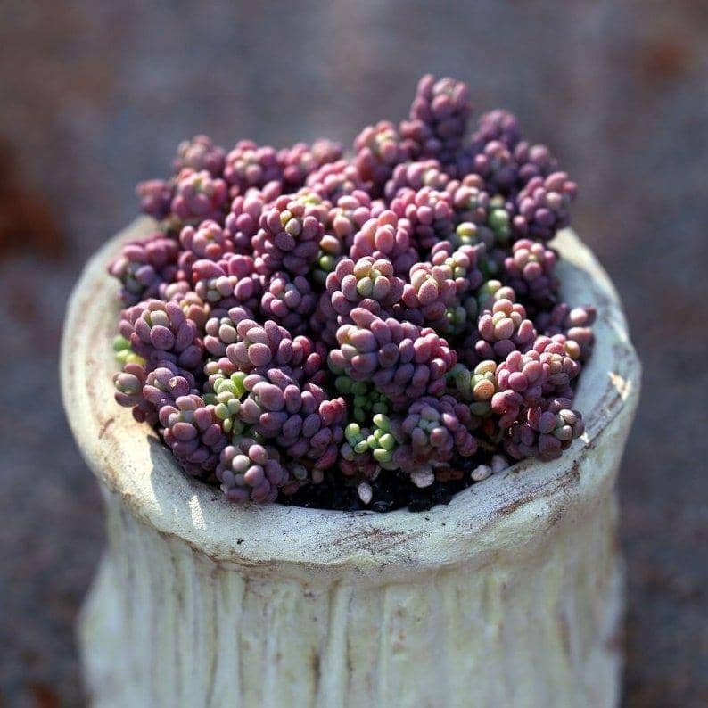 Sedum Dasyphyllum Lilac Mound