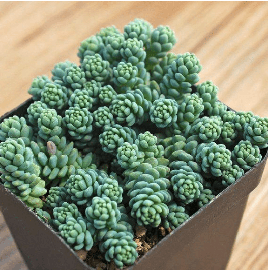 Sedum dasyphyllum 'Major'