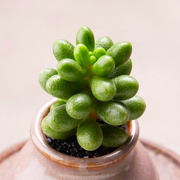 Sedum Hernandezii
