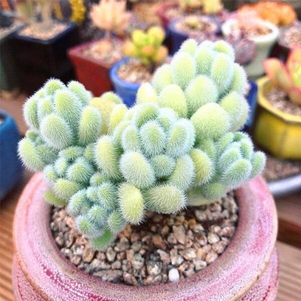 Sedum Hintonii