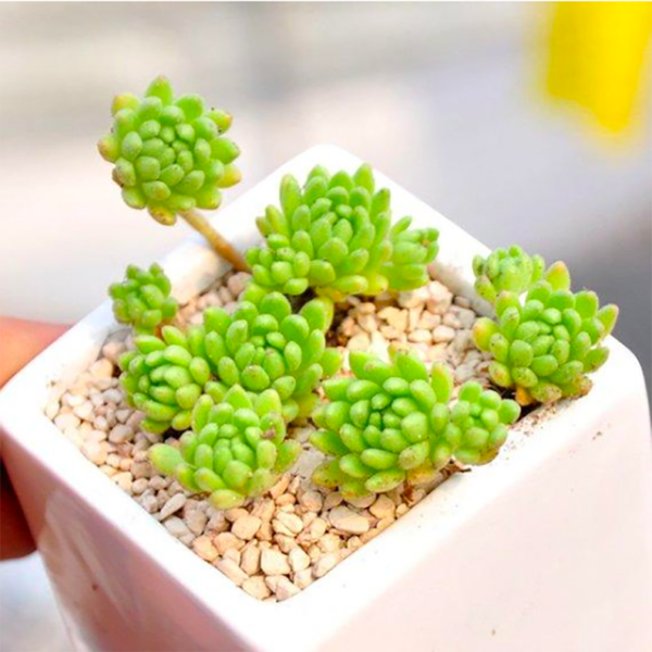 Sedum Hirsutum Ssp. Baeticum Rouy