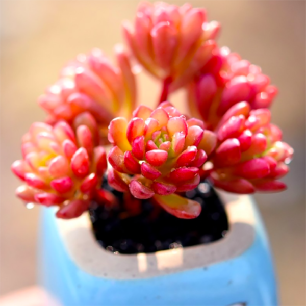 Sedum Joyce Tulloch