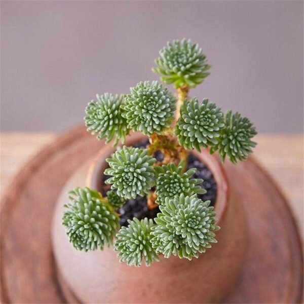 Sedum Multiceps